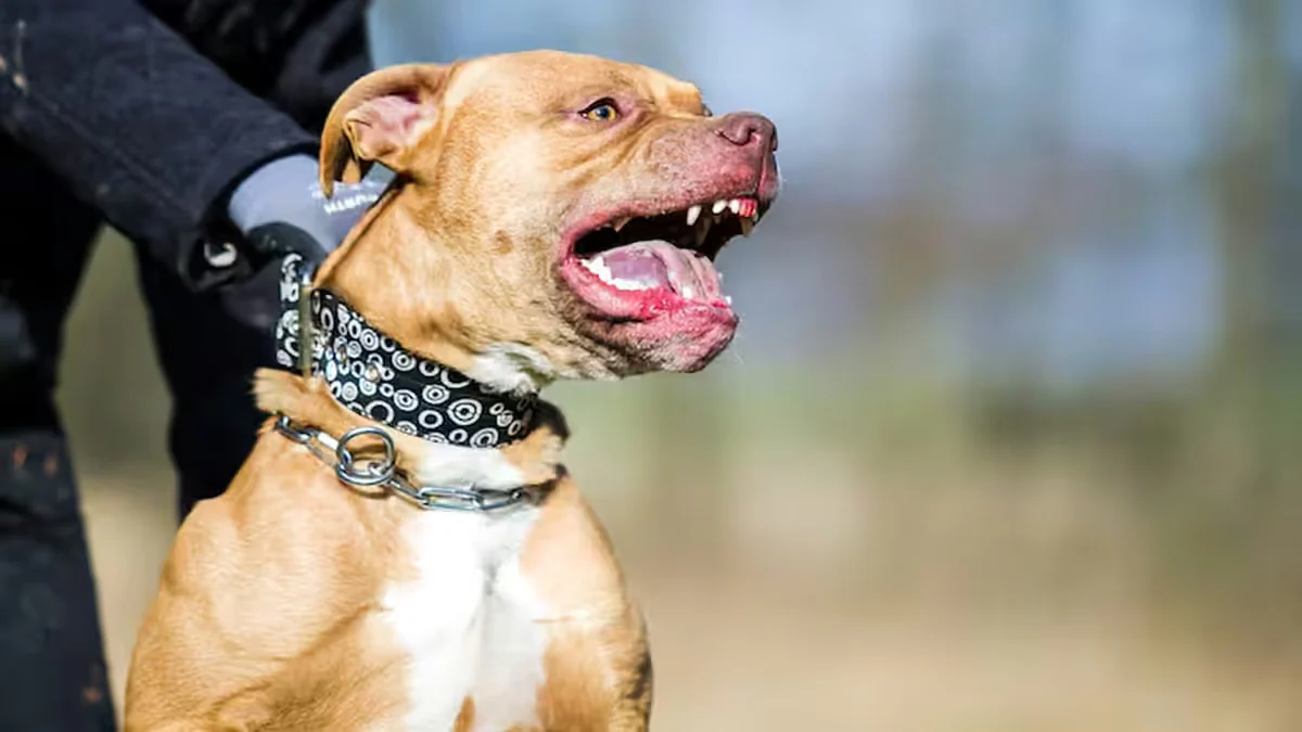 Una bebé de 5 meses murió tras ser atacada por un pitbull mientras dormía