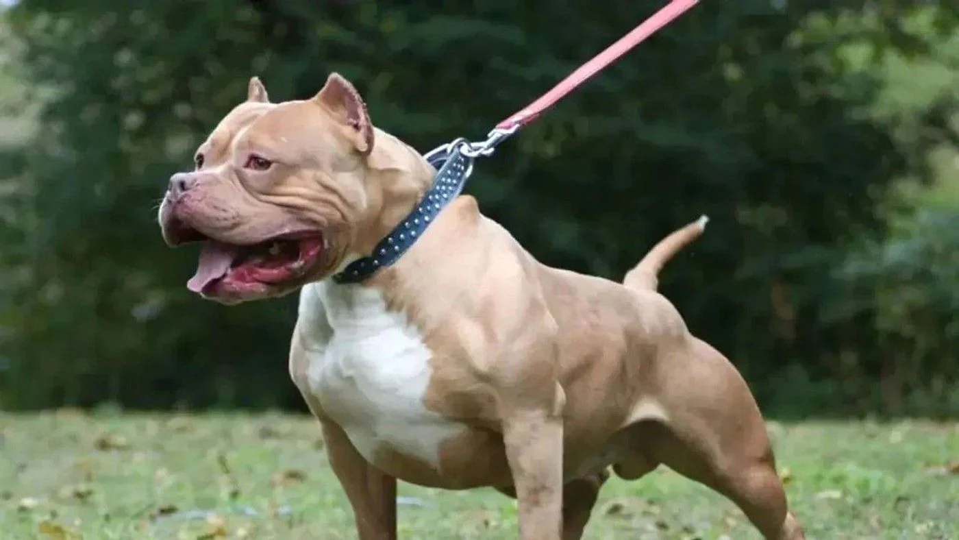 Un pitbull mirando a la cámara, con una expresión seria.