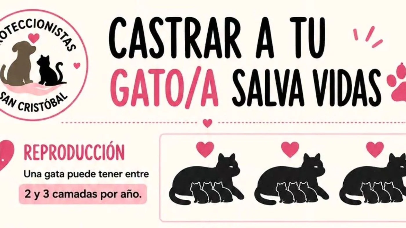 Imagen ilustrativa de la noticia: Castración de gatos: clave para prevenir sobrepoblación (Info General)