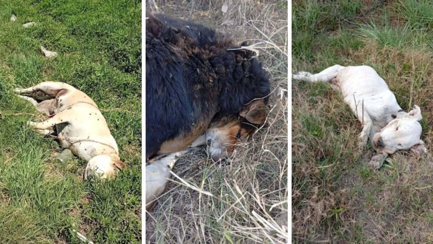 Imagen ilustrativa de la noticia: Alerta en San Cristóbal: cinco perros fueron hallados muertos y reclaman una investigación urgente