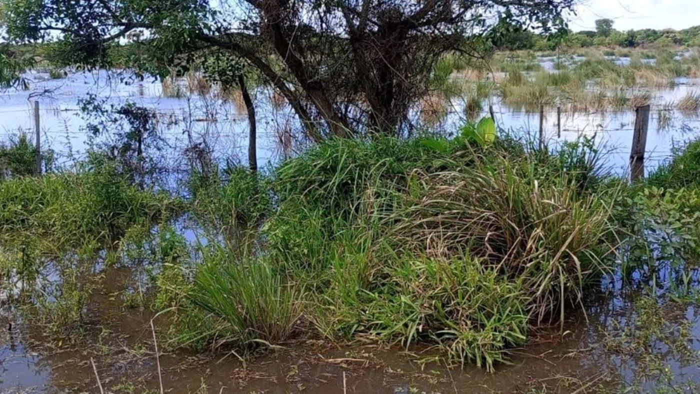 Zona costera anegada por la crecida del río Paraná en el norte santafesino, con agua entre árboles y pastizales