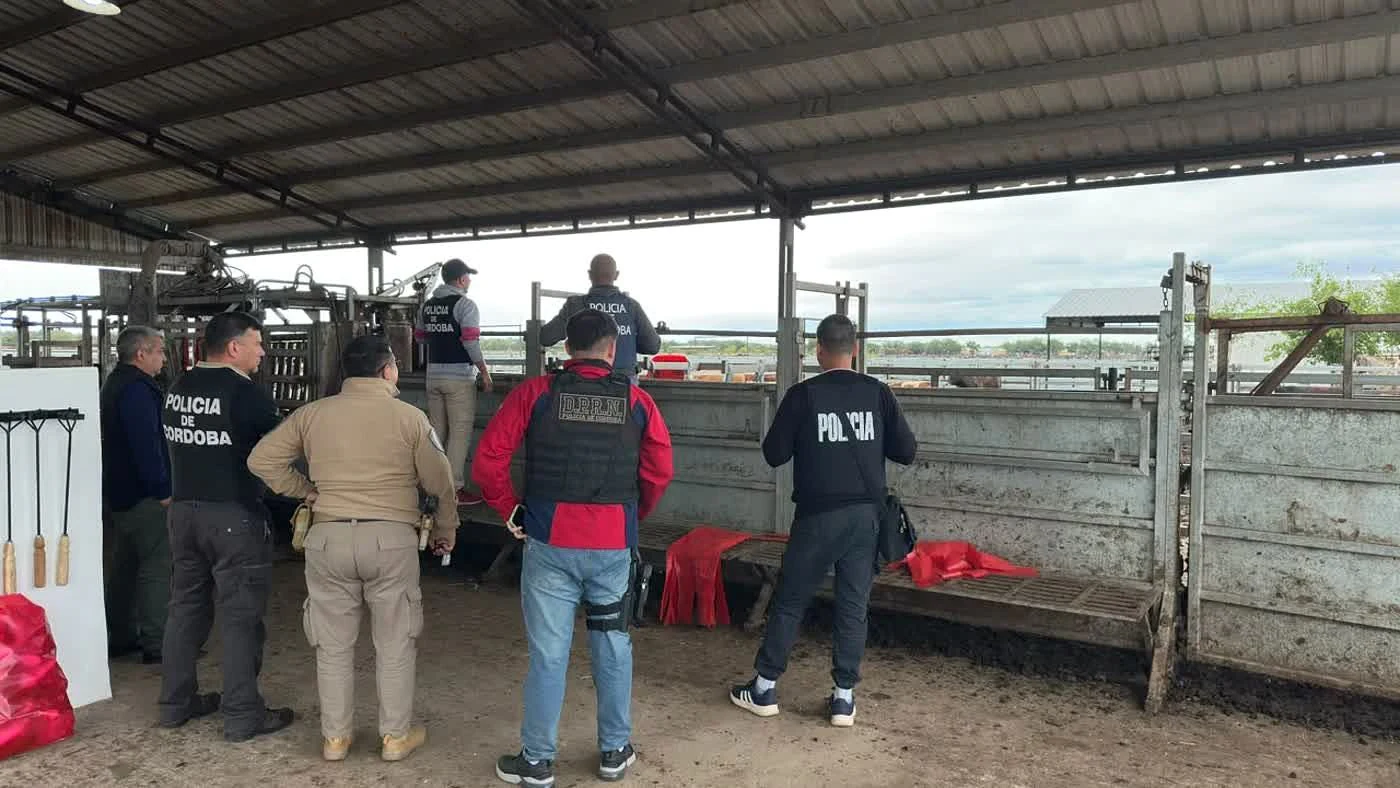 Investigadores de la PDI y la Policía de Córdoba en el campo de Jesús María donde recuperaron 29 bovinos por la estafa