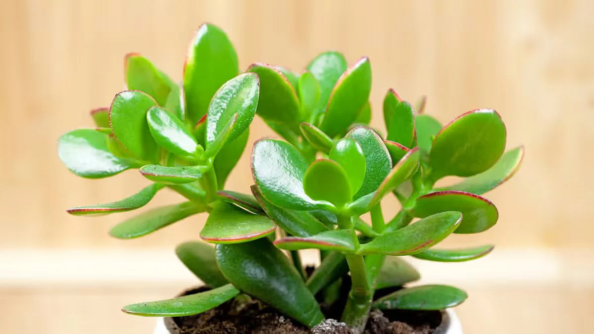 La planta de jade se asocia con la prosperidad y la abundancia en el Feng Shui. Sus hojas carnosas y su resistencia la convierten en una opción para deco