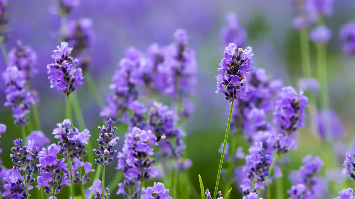 La lavanda se relaciona con la calma y el bienestar. Sus flores violetas y su aroma pueden aportar color y frescura al hogar, siempre que reciba suficiente luz
