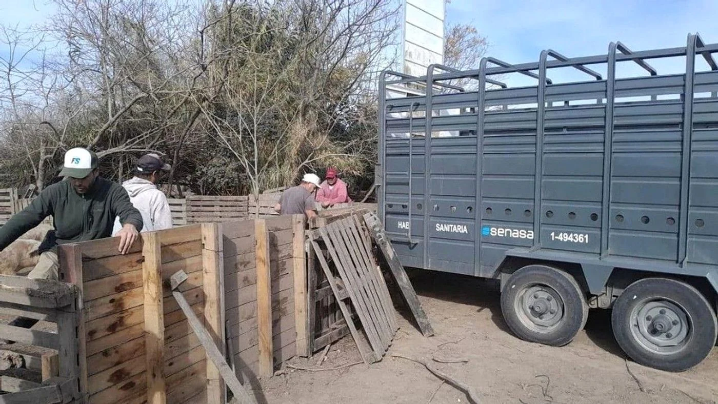 Imagen ilustrativa de la noticia: Intervienen criadero en Ibarlucea por triquinosis (Región)