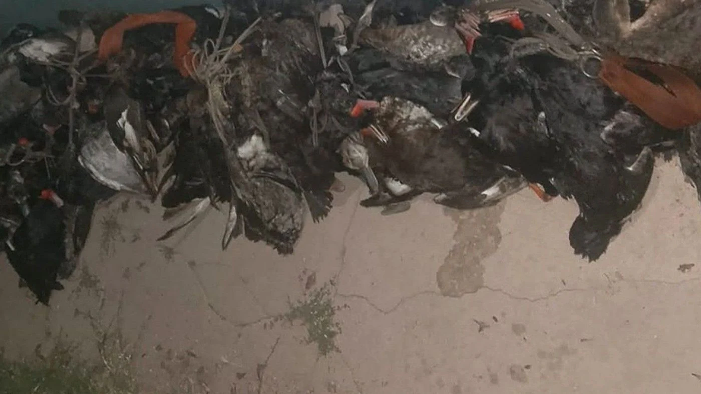 Imagen ilustrativa de la noticia: Las Avispas: secuestraron 72 patos y cuatro escopetas a cazadores (Policiales)