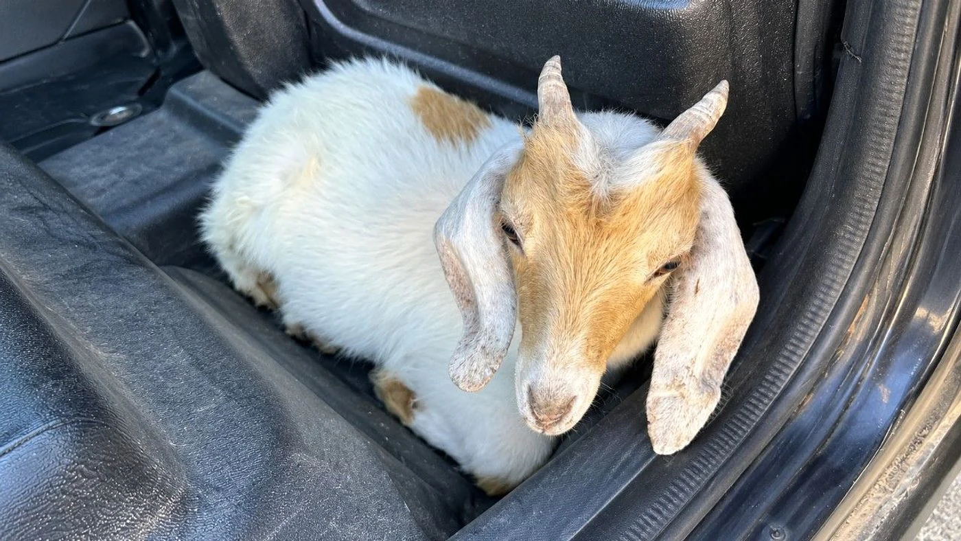 Imagen ilustrativa de la noticia: San Cristóbal: abandonó un chivo robado al ver llegar a la policía (Policiales)