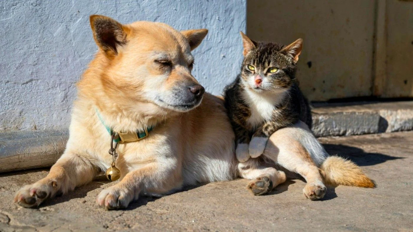 Imagen ilustrativa de la noticia: San Cristóbal: realizarán castraciones barriales con prioridad para hembras (Info General)
