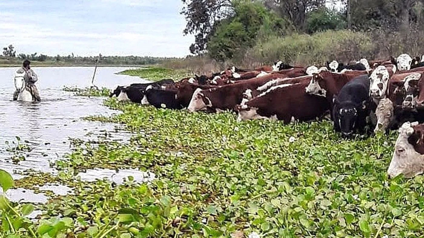 Santa Fe redujo más del 70% el ganado expuesto a las inundaciones