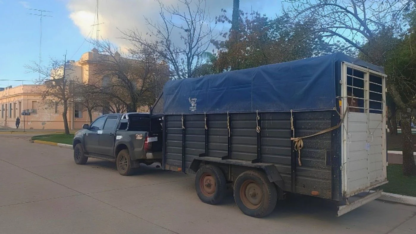 Imagen ilustrativa de la noticia: Secuestran 6 caballos en control vehicular en Ruta 2 (Policiales)