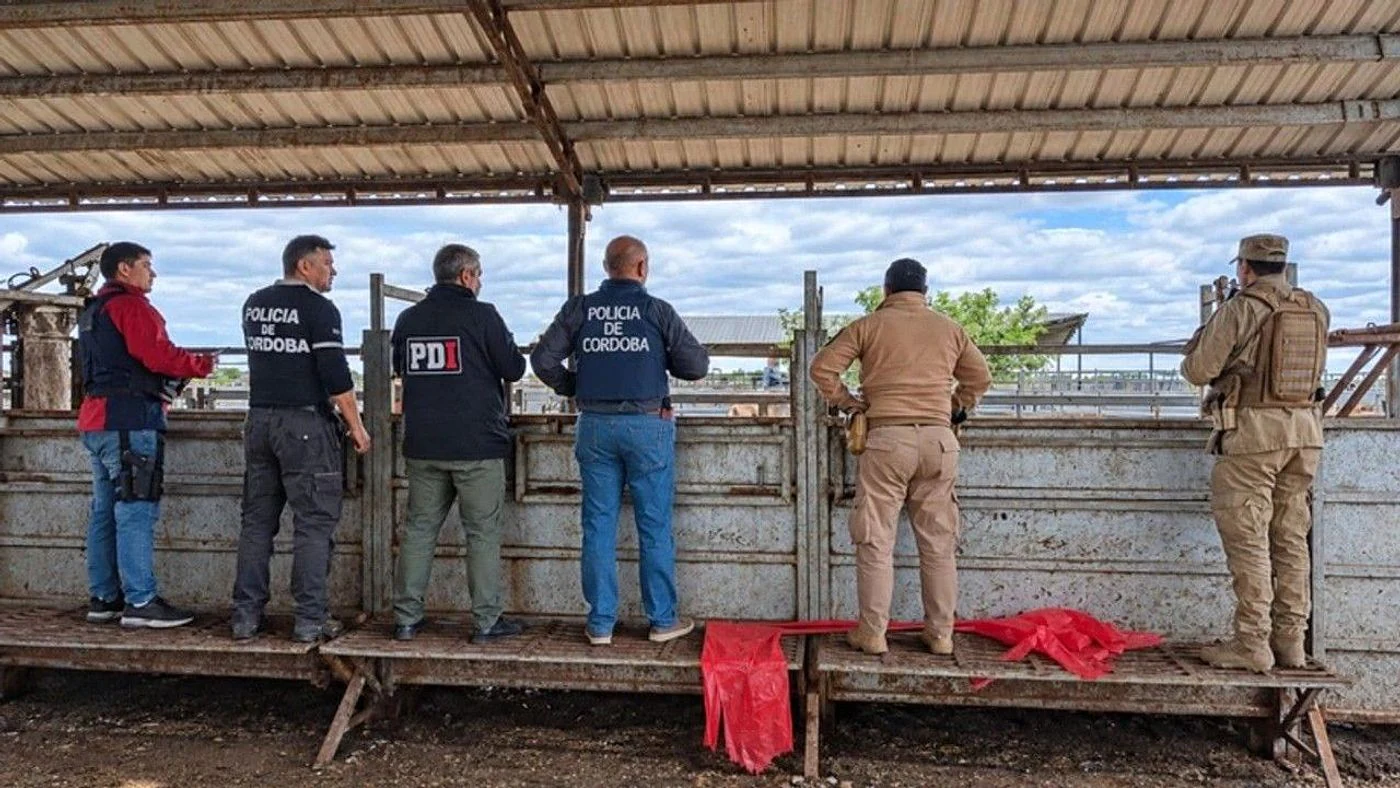 Imagen ilustrativa de la noticia: Sinsacate: recuperaron 135 vacas compradas con cheques sin fondo (Policiales)
