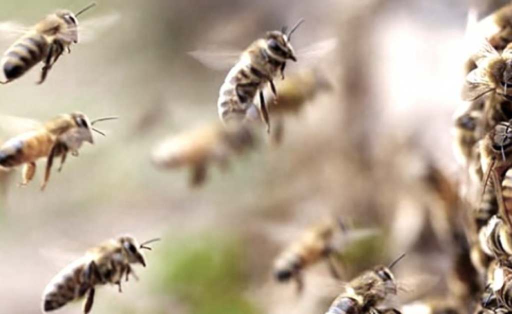 Enjambre de abejas atacó a visitantes del cementerio de Suardi