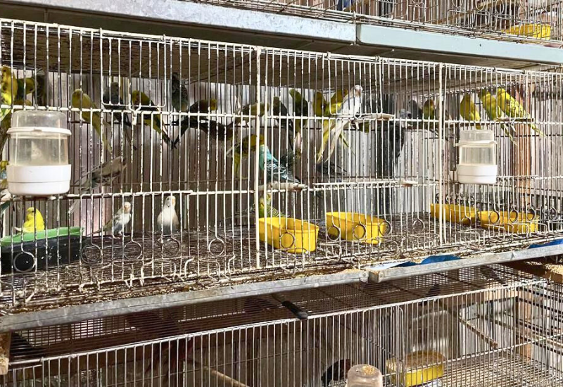 Más de 100 Animales Salvajes Liberados de Venta Ilegal en Santa Fe