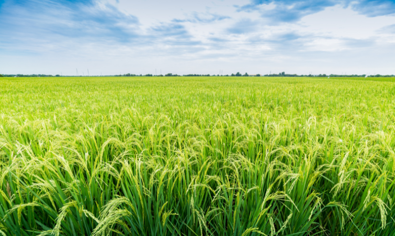 Santa Fe a la vanguardia del mejoramiento genético del arroz