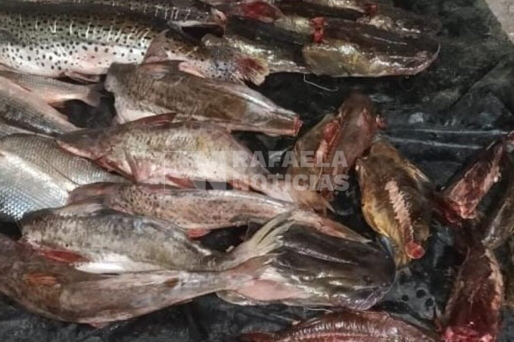 Decomisan 70 kilos de carne en mal estado en Moisés Ville